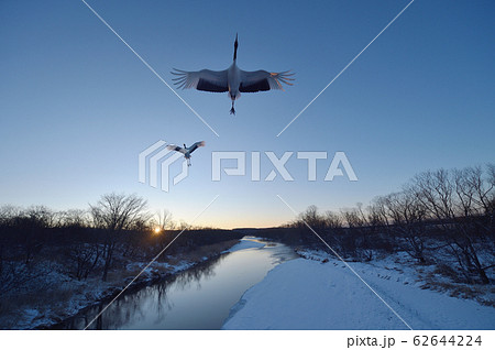 タンチョウのねぐら立ち（北海道） 62644224