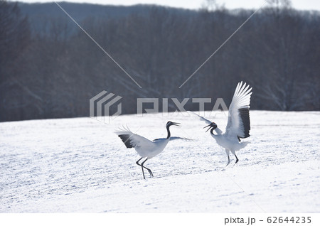 二羽で踊るタンチョウ（北海道） 62644235
