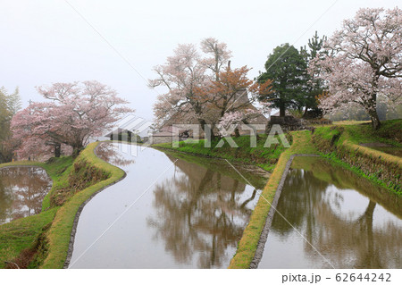 三重県三多気の棚田と桜 三重県三多気の棚田と桜 62644242