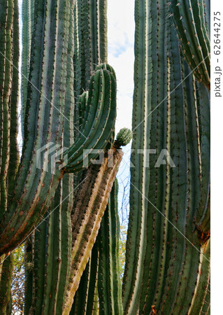 オアハカ民族植物園のサボテン　メキシコ 62644275