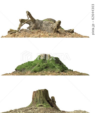 Stump dead tree isolated on white 3d illustration 62644303