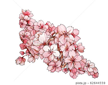 桜 イラスト