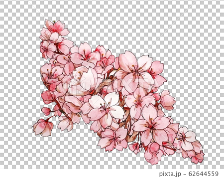 Illustration of cherry blossoms Hand-painted transparent watercolor Illustration of cherry blossoms Hand-painted transparent watercolor 62644559