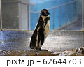 ペンギン3 62644703