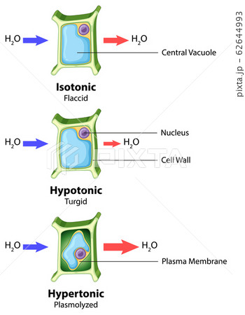Diagram showing plant cell on isolated background Diagram showing plant cell on isolated background 62644993
