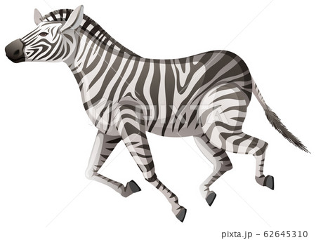 Wild zebra running on white background Wild zebra running on white background 62645310
