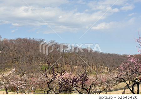 横浜・根岸森林公園 横浜・根岸森林公園 62645420