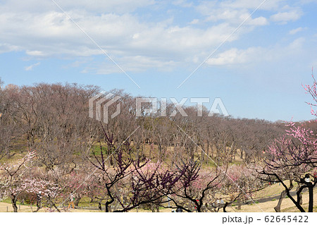 横浜・根岸森林公園 横浜・根岸森林公園 62645422
