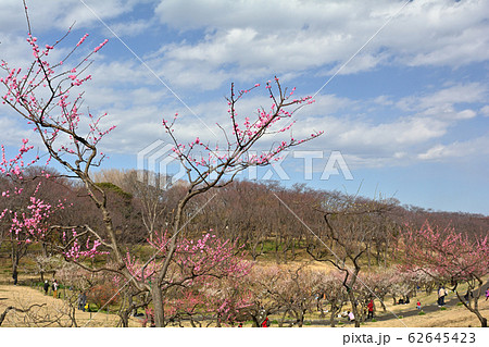 横浜・根岸森林公園 62645423