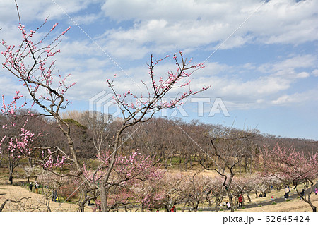 横浜・根岸森林公園 横浜・根岸森林公園 62645424