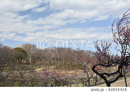 横浜・根岸森林公園 62645428