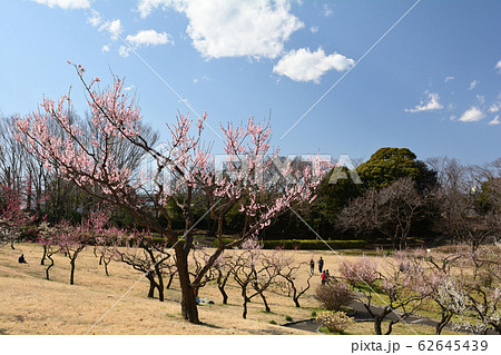 横浜・根岸森林公園 横浜・根岸森林公園 62645439