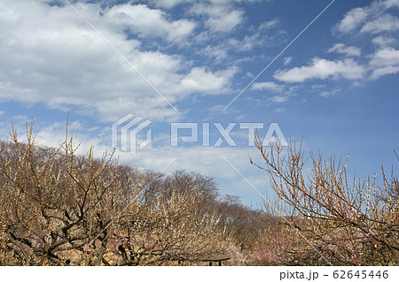 横浜・根岸森林公園 横浜・根岸森林公園 62645446