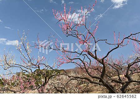 横浜・根岸森林公園 横浜・根岸森林公園 62645562