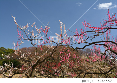 横浜・根岸森林公園 横浜・根岸森林公園 62645571