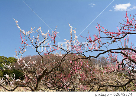 横浜・根岸森林公園 62645574