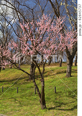 横浜・根岸森林公園 横浜・根岸森林公園 62645737