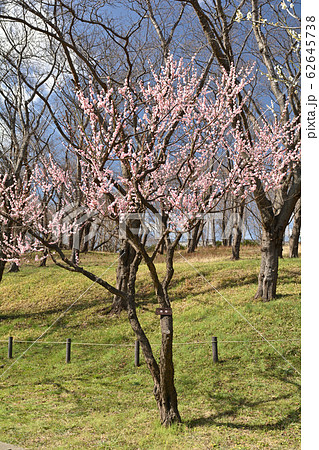 横浜・根岸森林公園 横浜・根岸森林公園 62645738
