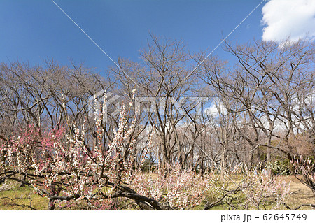 横浜・根岸森林公園 横浜・根岸森林公園 62645749