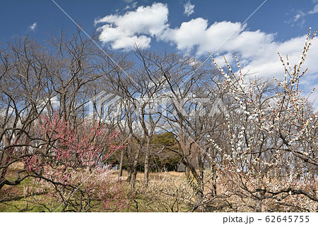 横浜・根岸森林公園 横浜・根岸森林公園 62645755