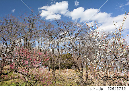 横浜・根岸森林公園 62645756