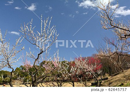 横浜・根岸森林公園 横浜・根岸森林公園 62645757