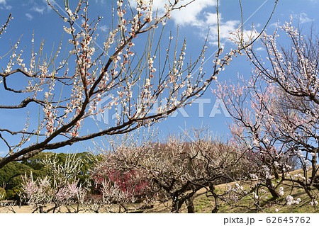 横浜・根岸森林公園 横浜・根岸森林公園 62645762
