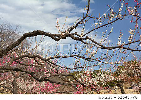 横浜・根岸森林公園 横浜・根岸森林公園 62645778