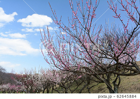 横浜・根岸森林公園 62645884