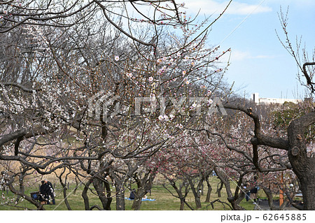 横浜・根岸森林公園 62645885