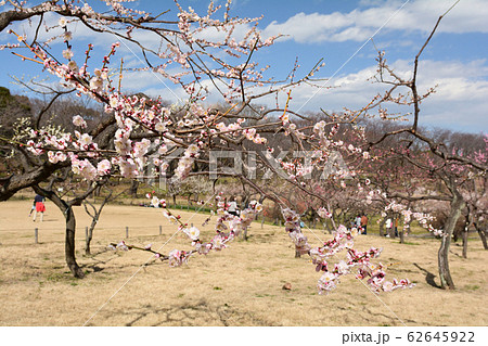 横浜・根岸森林公園 横浜・根岸森林公園 62645922