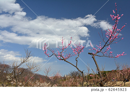 横浜・根岸森林公園 横浜・根岸森林公園 62645923