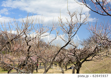 横浜・根岸森林公園 横浜・根岸森林公園 62645937