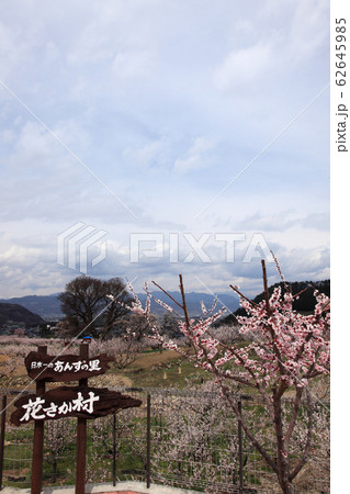 信州更埴あんずの里 信州更埴あんずの里 62645985