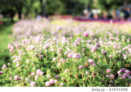 amaranth flowers on plots. amaranth flowers on plots. 62645998