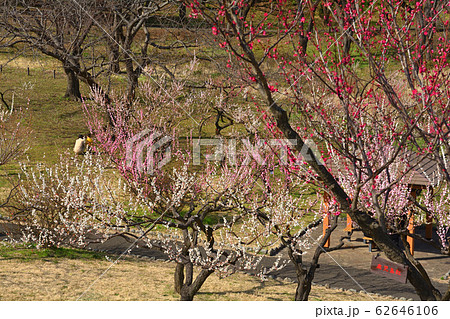 横浜・根岸森林公園 横浜・根岸森林公園 62646106