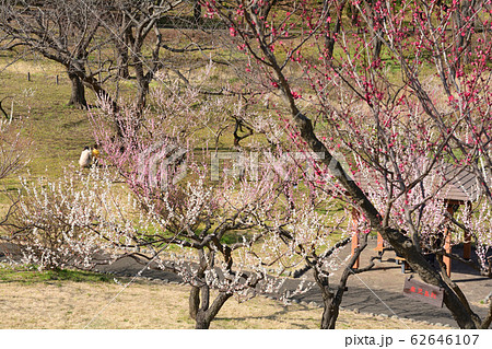 横浜・根岸森林公園 横浜・根岸森林公園 62646107