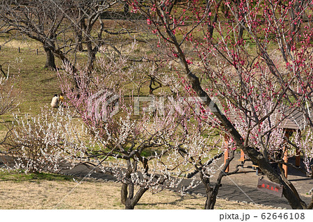 横浜・根岸森林公園 横浜・根岸森林公園 62646108