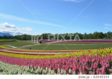四季彩の丘(北海道美瑛町) 62646354