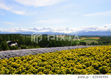 四季彩の丘(北海道美瑛町) 62646400