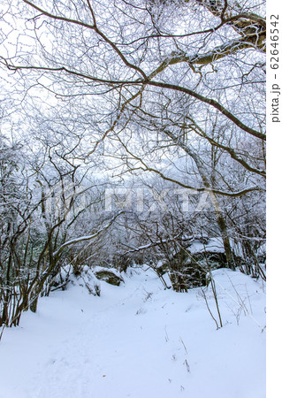 雲仙　紅葉茶屋からあざみ谷への登山道冬景色　【長崎県雲仙市】 62646542