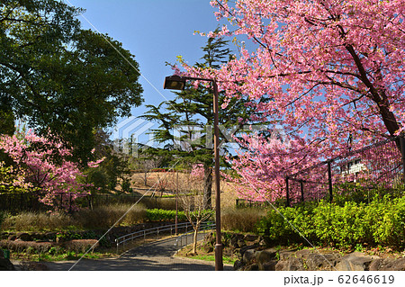横浜・本牧山頂公園 62646619