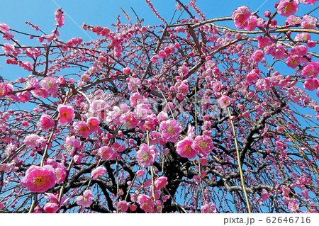しだれ梅 しだれ梅 62646716