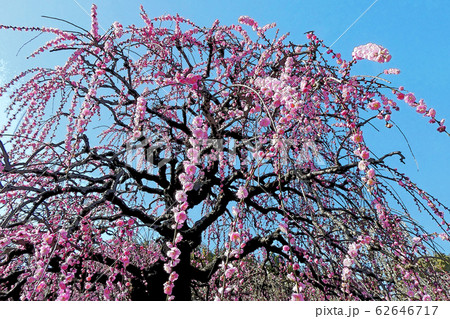 しだれ梅 しだれ梅 62646717