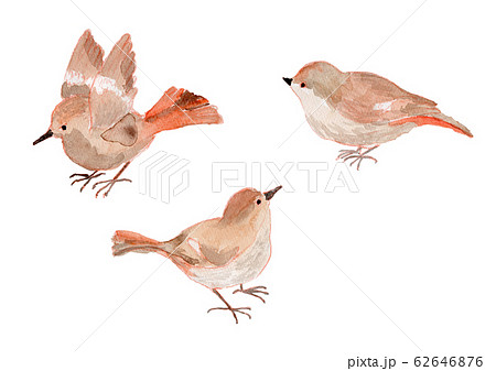 小鳥　水彩 62646876
