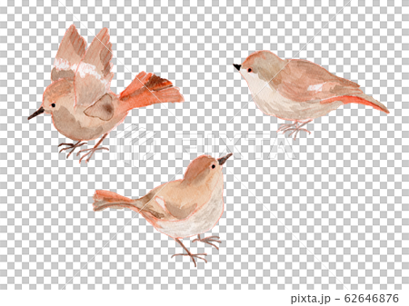 小鳥　水彩 62646876