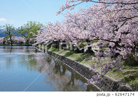 鶴岡公園の桜 鶴岡公園の桜 62647174