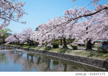 鶴岡公園の桜 鶴岡公園の桜 62647175