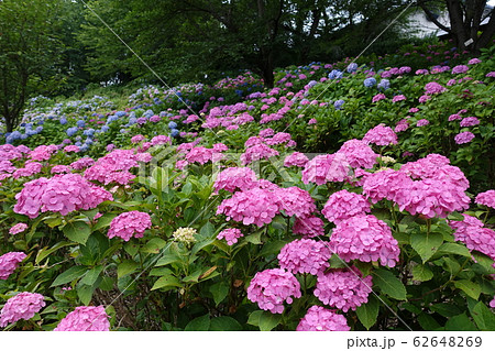 アジサイ　あじさい　紫陽花 62648269
