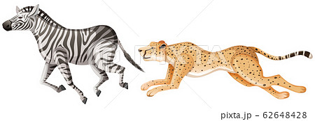 Cheetah Chasing After Zebra On White Backgroundのイラスト素材